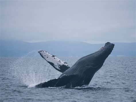 santa barbara channel whales